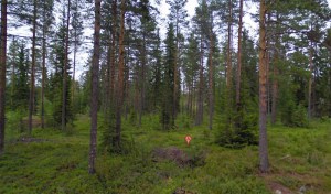 Tontti Juopulintie 432